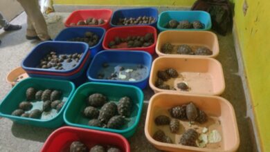 Interstate wildlife smuggling racket busted, 2 held in Hyderabad