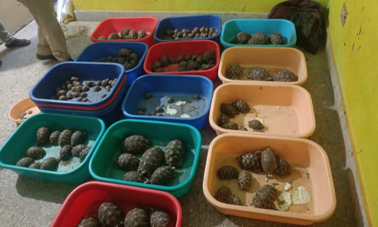 Interstate wildlife smuggling racket busted, 2 held in Hyderabad
