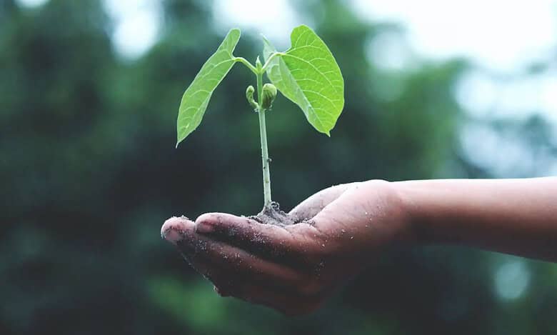 Saudi Arabia announces five initiatives to enhance afforestation