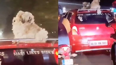Karnataka dogs on top of a red car
