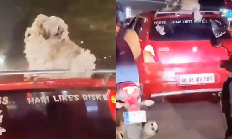 Karnataka dogs on top of a red car