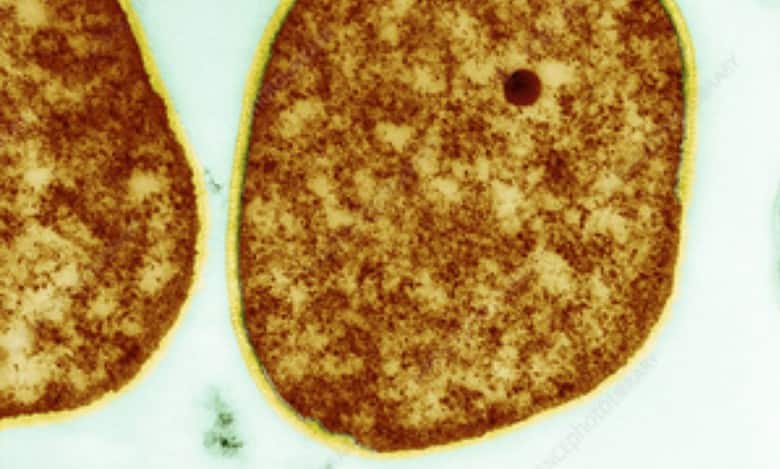 primitive organisms