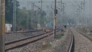 A tiger has been spotted crossing railway tracks in Kumuram Bheem Asifabad district.