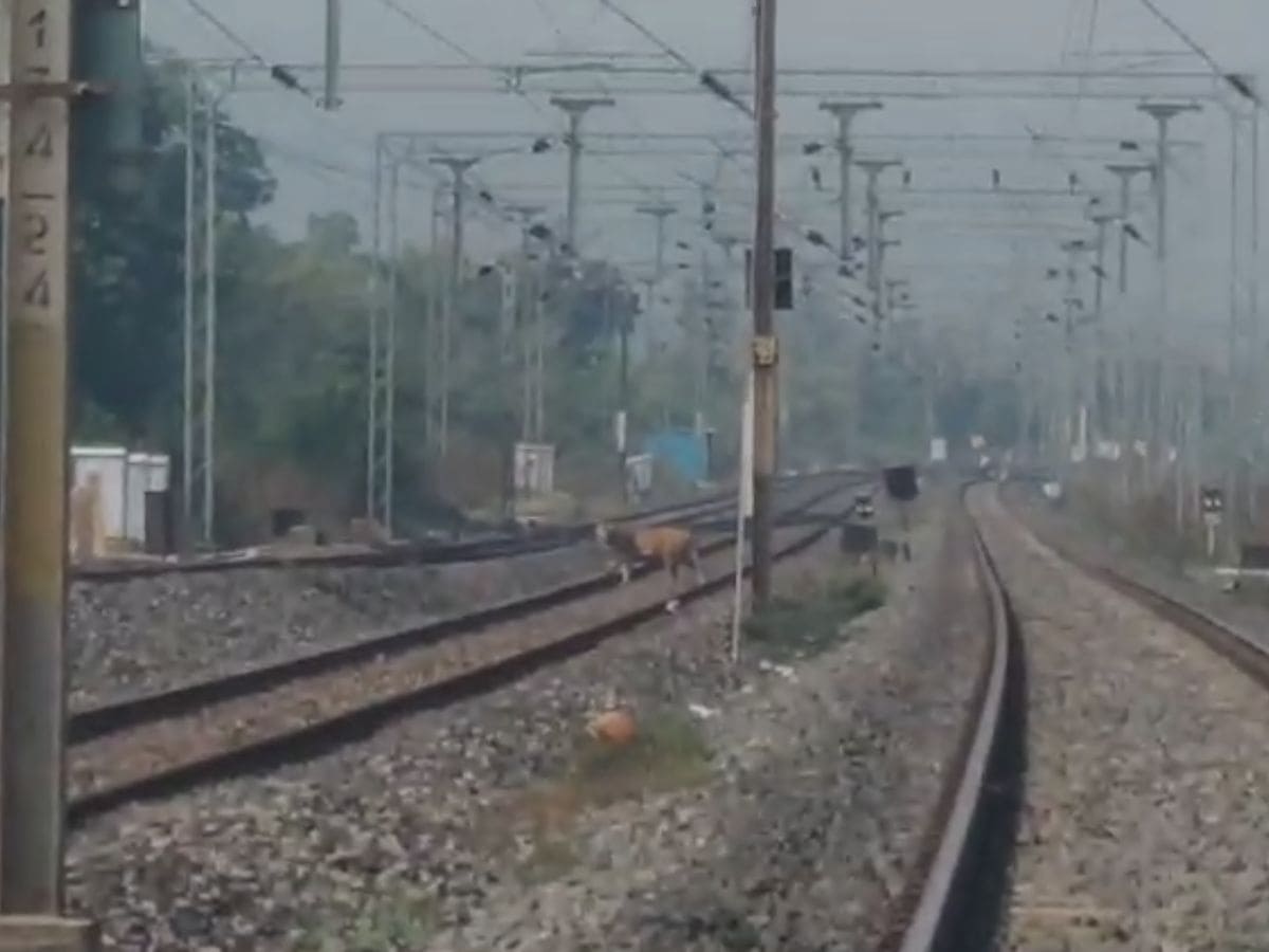 A tiger has been spotted crossing railway tracks in Kumuram Bheem Asifabad district.