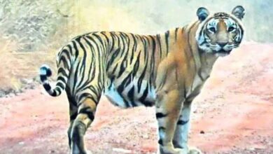 Tourists spot tiger during safari in Nallamala Forest