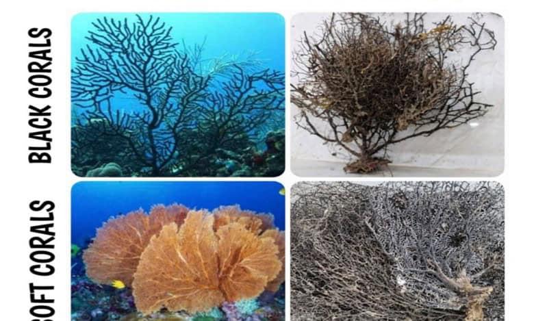 DRI Hyderabad rescues endangered marine animals in AP operations
