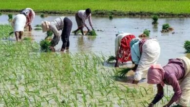 Telangana high court orders the state government to extend Indiramma Aatmeeya Bharosa to landless agricultural workers living in municipal areas.