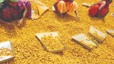 The Centre announces launching the National Turmeric Board in Nizamabad on Sankranthi, January 14.