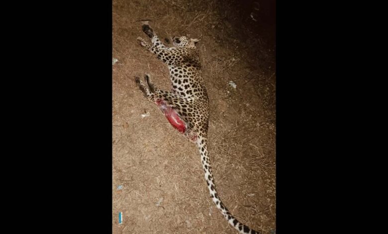 Video: Leopard dies in road accident in Telangana’s Medak