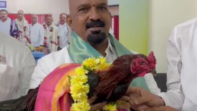A rooster engaged in cock-fight in Hyderabad's outskirts sees happy ending after being auctioned.
