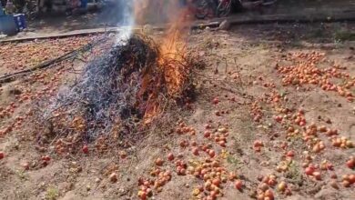 Farmers in Telangana set crop ablaze after tomato prices drop