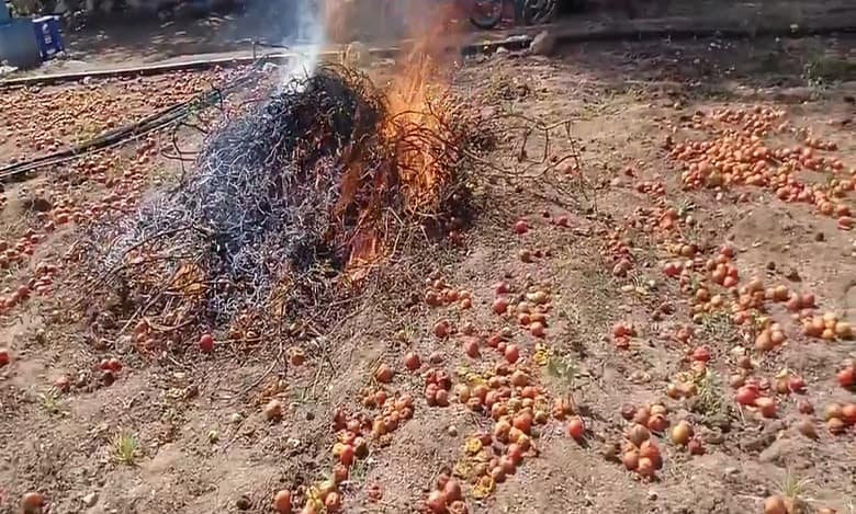 Farmers in Telangana set crop ablaze after tomato prices drop