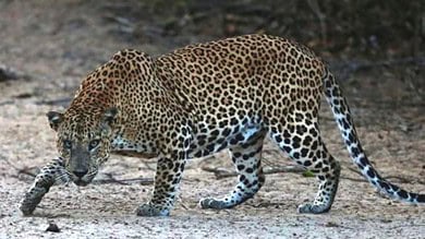 TTD employee falls from bike and sustains serious injuries after sighting a leopard crossing the road in Tirupathi.