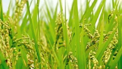Telangana government to give Rythu Bharosa crop input financial assistance from January 14.