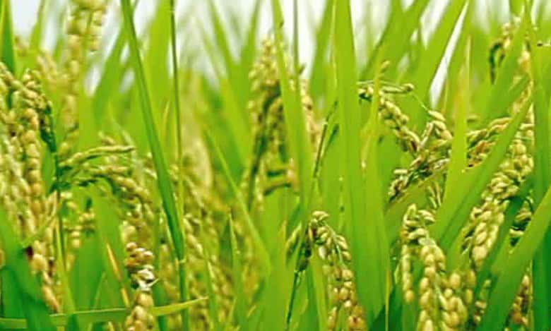 Telangana government to give Rythu Bharosa crop input financial assistance from January 14.