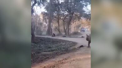Video: Mother, daughter fall from jeep, escape rhinos at Kaziranga National Park
