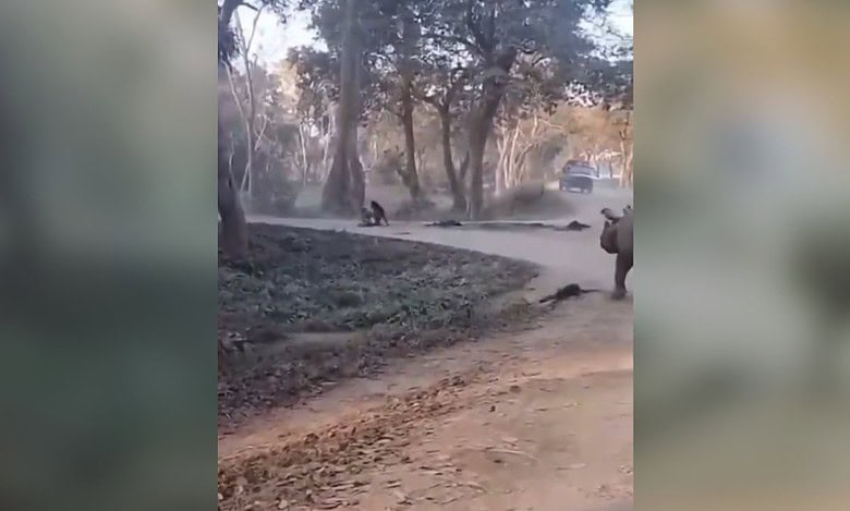 Video: Mother, daughter fall from jeep, escape rhinos at Kaziranga National Park