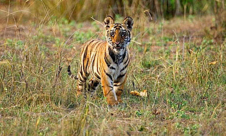 Maharashtra: Tiger cub hit by vehicle in Wardha, dies