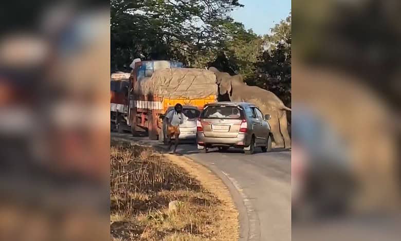 Elephant attacks lorry for food in Bandipur National park