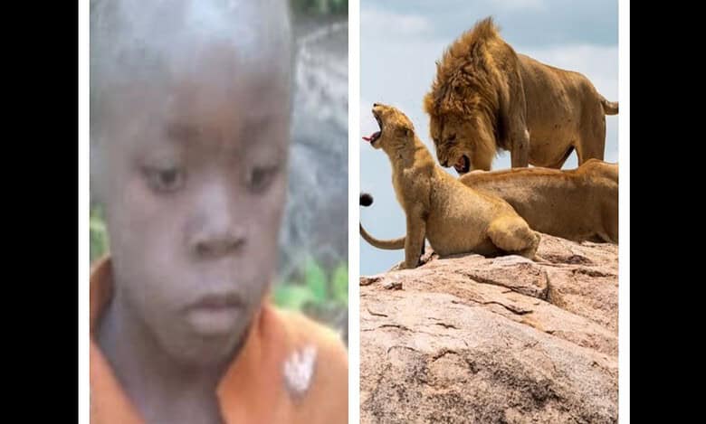 Zimbabwean boy wanders off from village, survives in National park for 5 days