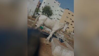 Horses, camels tied to graves in Hyderabad, residents protest encroachment