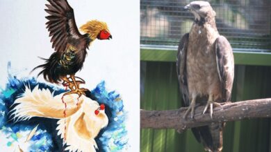Cockfights and nylon manja, both forms of violence during the Sankranthi festival in the two Telugu-speaking states.