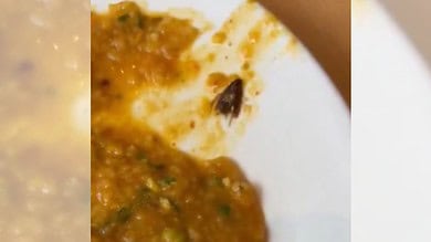 Cockroach found in sambar rice at restaurant in Hyderabad's Begumpet; complaint filed