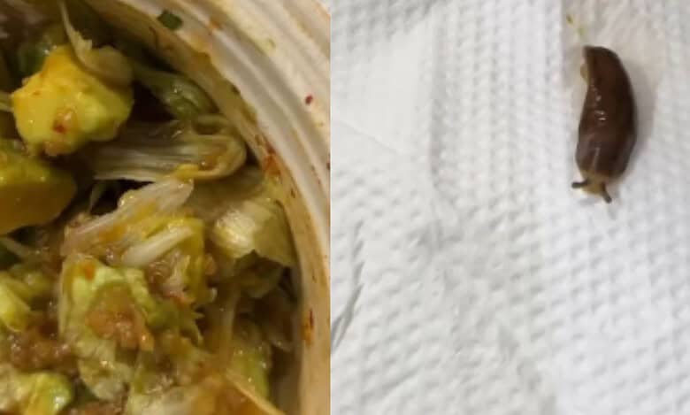 Hyderabad restaurant under fire after woman finds snail in salad