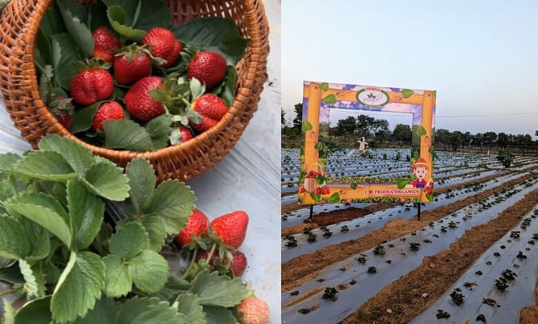 No weekend plans? Try strawberry picking in Hyderabad