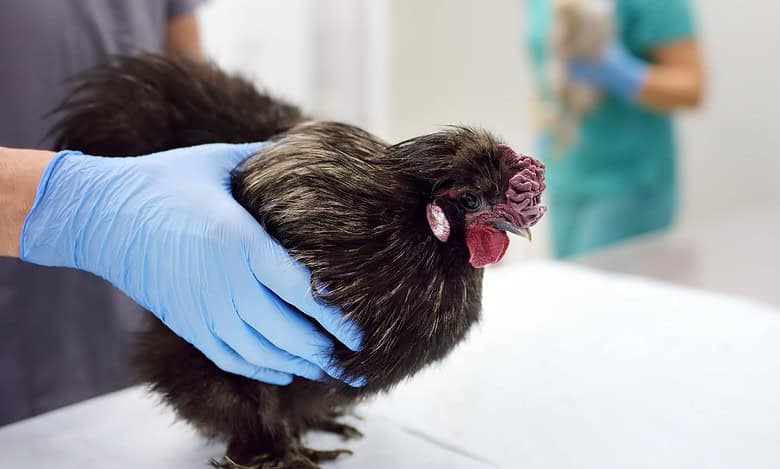 Bird flu in US prompts consumers to raise their own chickens