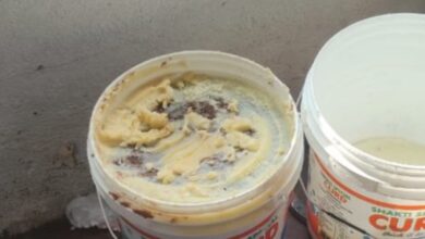 Dead lizard found during raid at dairy unit near Hyderabad