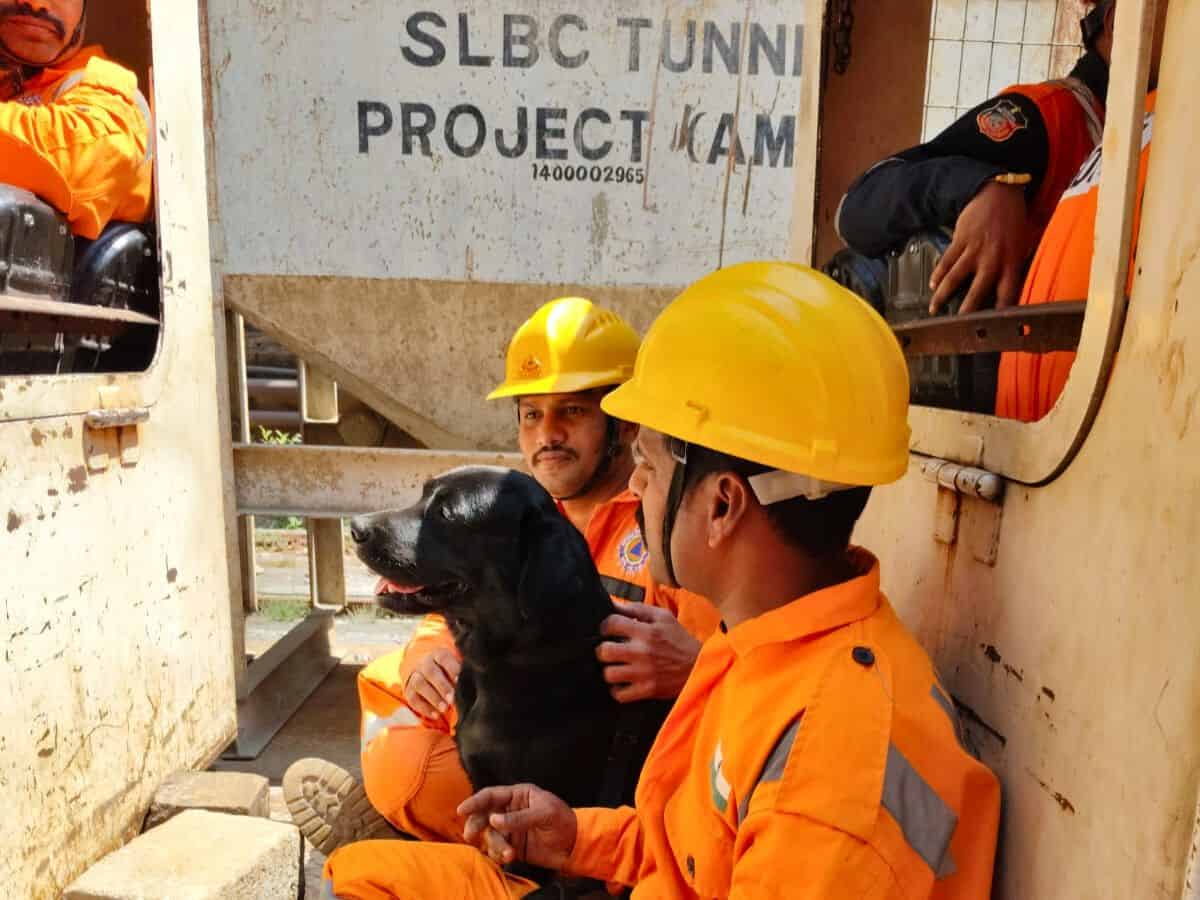 Sniffer dogs deployed to find trapped workers in SLBC tunnel