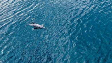 Watch: Dolphins spotted near Ras Mohaisen beach in Makkah