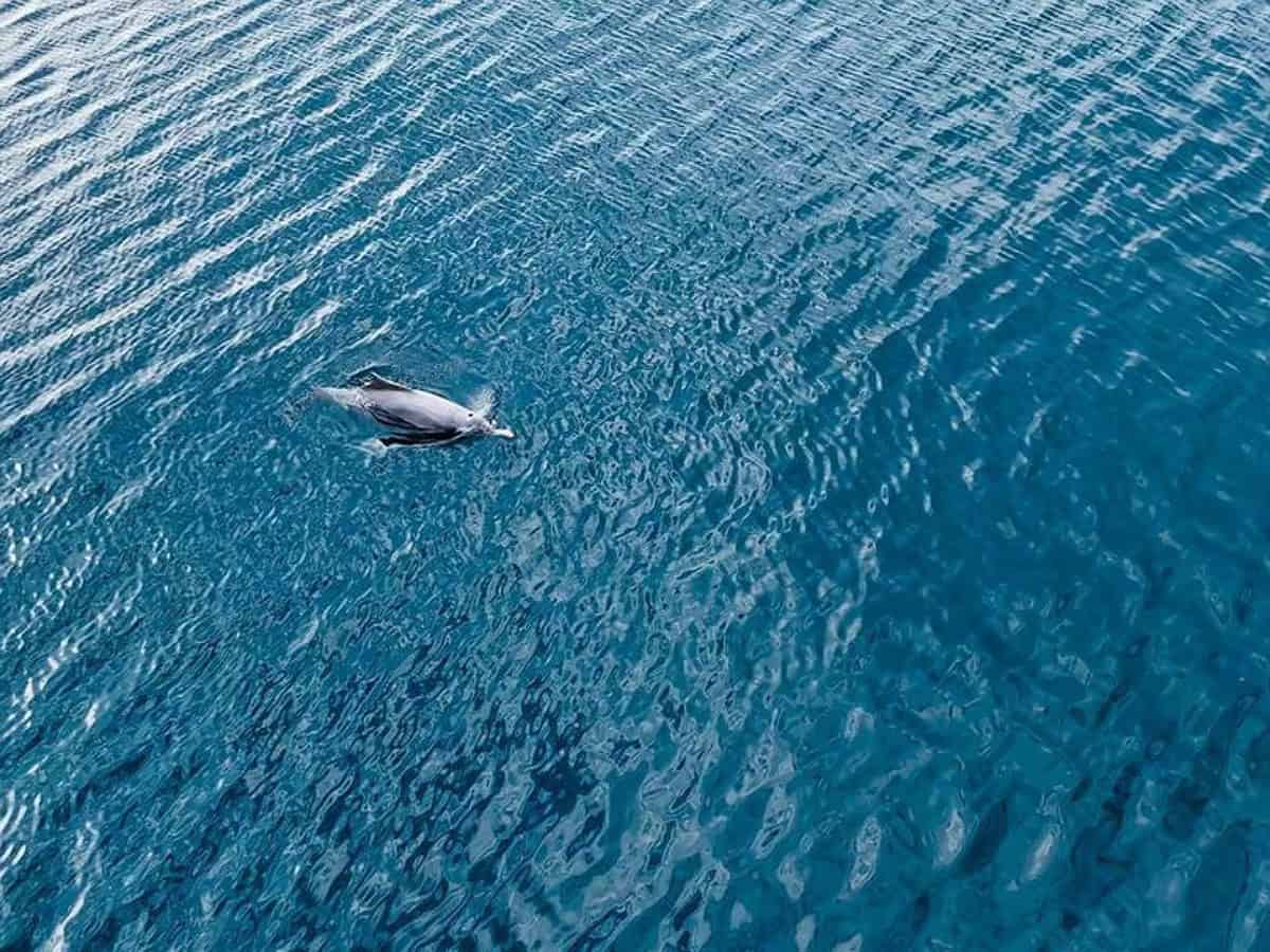 Watch: Dolphins spotted near Ras Mohaisen beach in Makkah