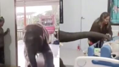 Watch: Elephant visits hospital, says goodbye to it's caretaker
