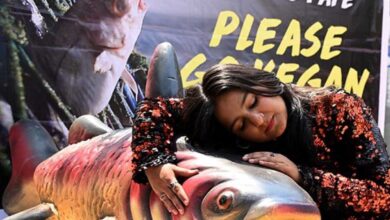 PETA's display at KBR Park in Hyderabad