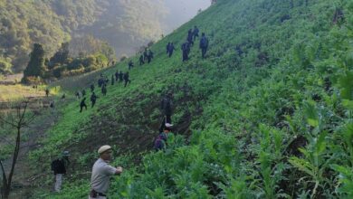 Manipur Police destroy Poppy cultivation