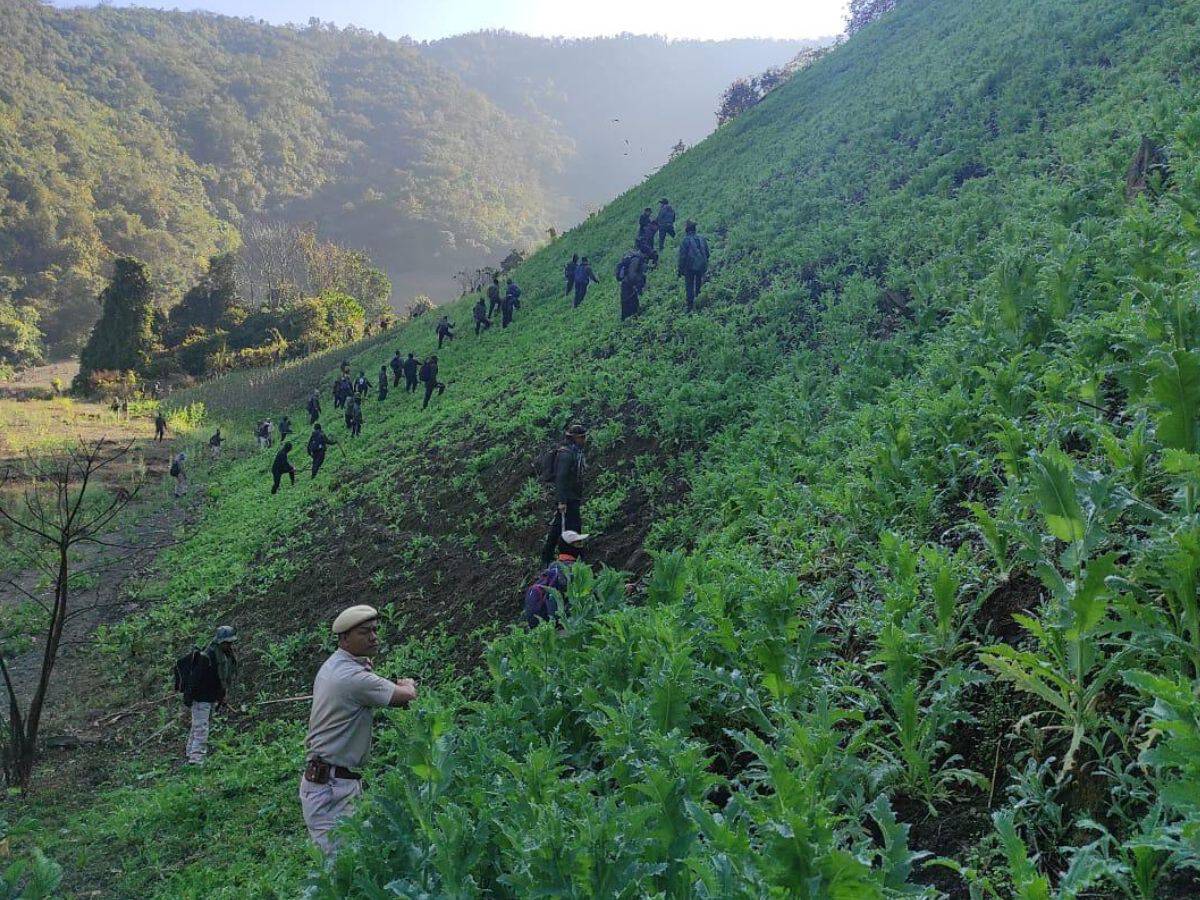 Manipur Police destroy Poppy cultivation