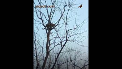 Video: Leopard sighted on tree, creates panic in Telangana's Asifabad