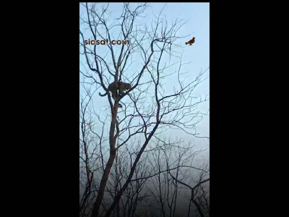 Video: Leopard sighted on tree, creates panic in Telangana's Asifabad