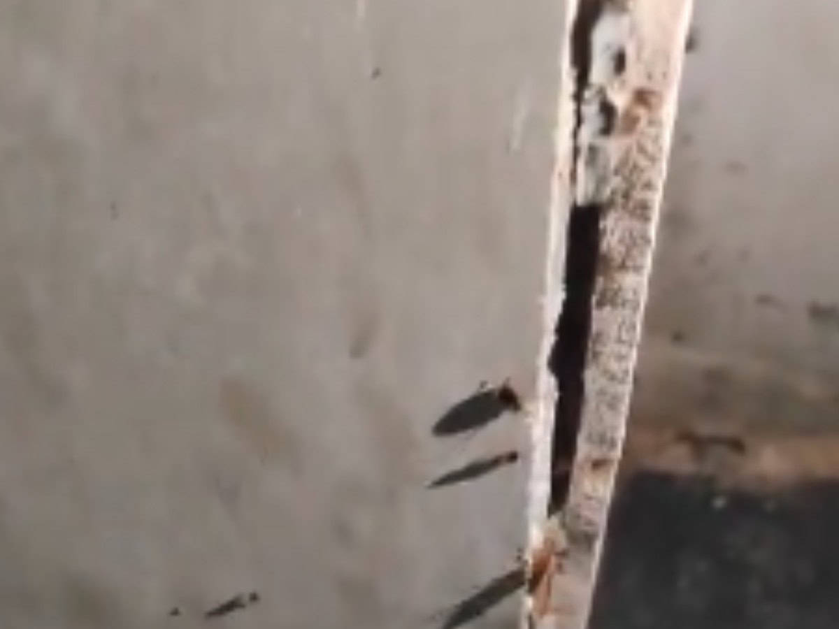 Raid in Hyderabad uncovers cockroach infestation at Indigo supplier