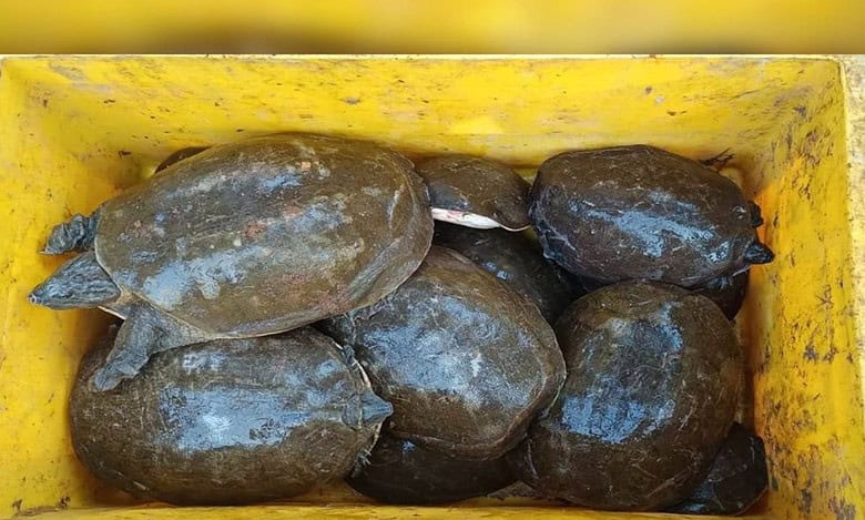 DRI Hyderabad seizes 1448 smuggled Indian Flap Shell Turtles in Odisha