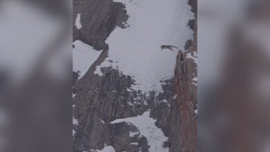 Video: Snow Leopard jumps off a cliff in Himachal's Kibber Sanctuary