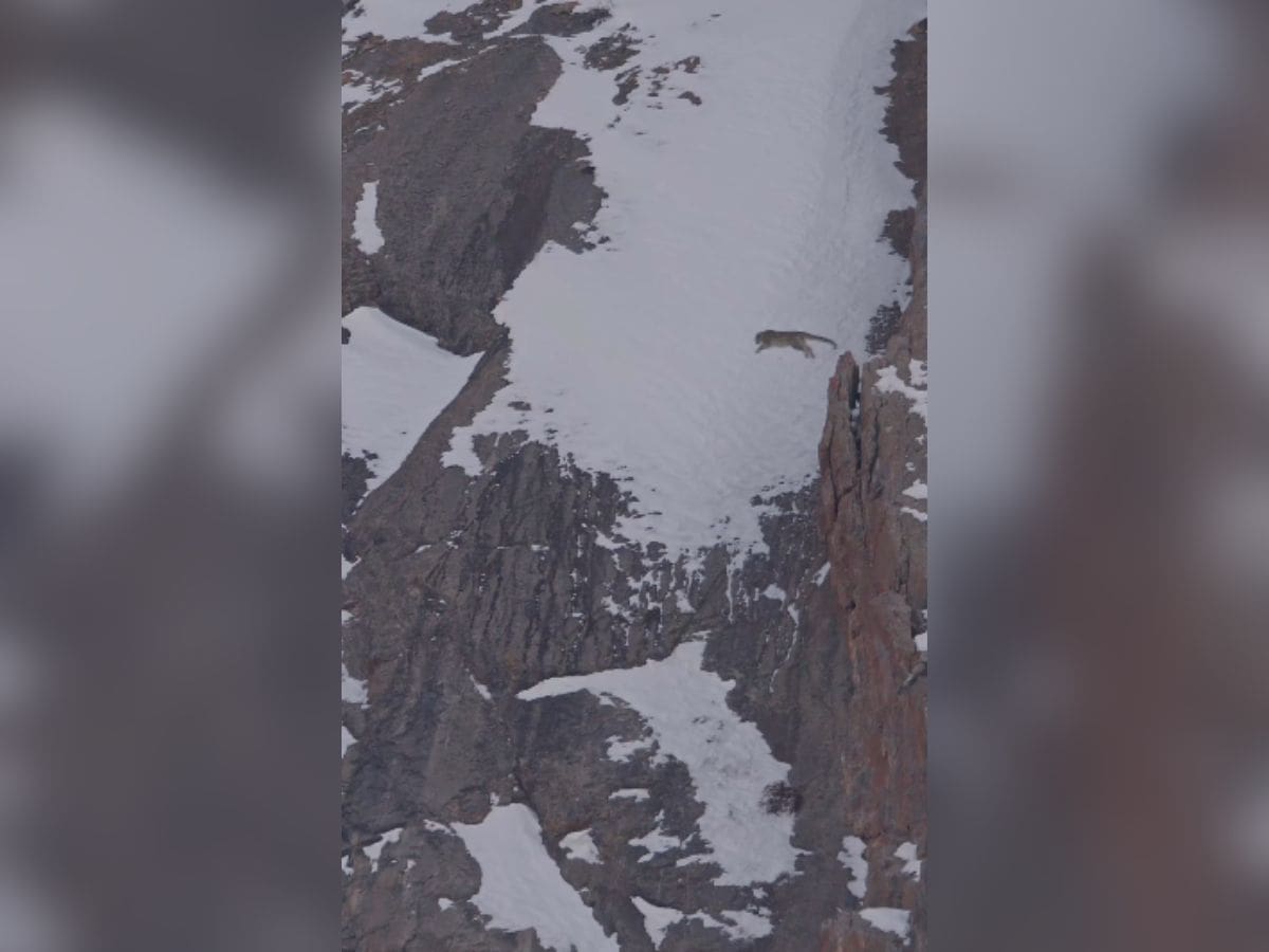Video: Snow Leopard jumps off a cliff in Himachal's Kibber Sanctuary