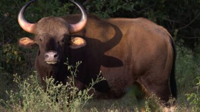 Indian Bison dies during translocation after being tranquillized in Telangana