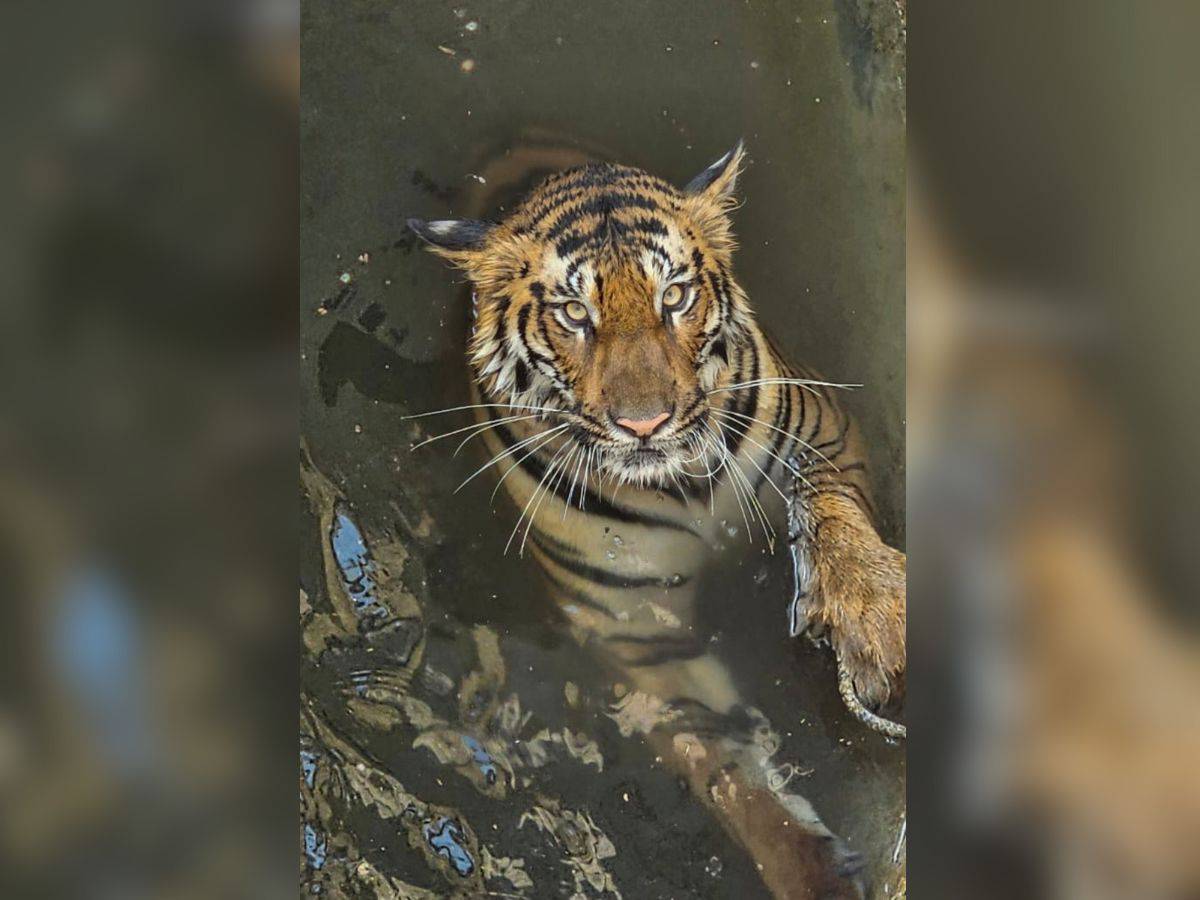 Tigress, wild boar fall into well after chase goes wrong in Madhya Pradesh