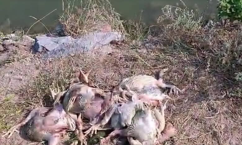 Bird flu scare in Hyderabad