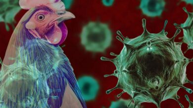 Telangana reports first bird flu case in Yadadri-Bhuvanagiri