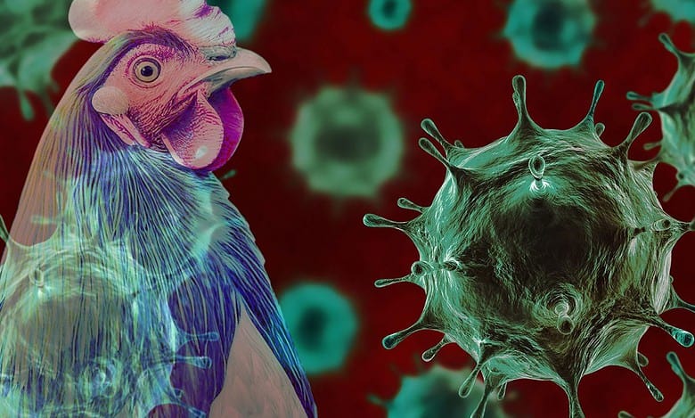 Telangana reports first bird flu case in Yadadri-Bhuvanagiri