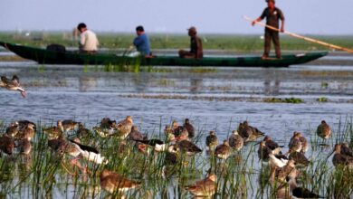 Photographers and birdwatchers take boat safaris regularly at Mangalajodi wetlands in Chilika lake lagoon to capture special shots of water birds. [N Shiva Kumar]